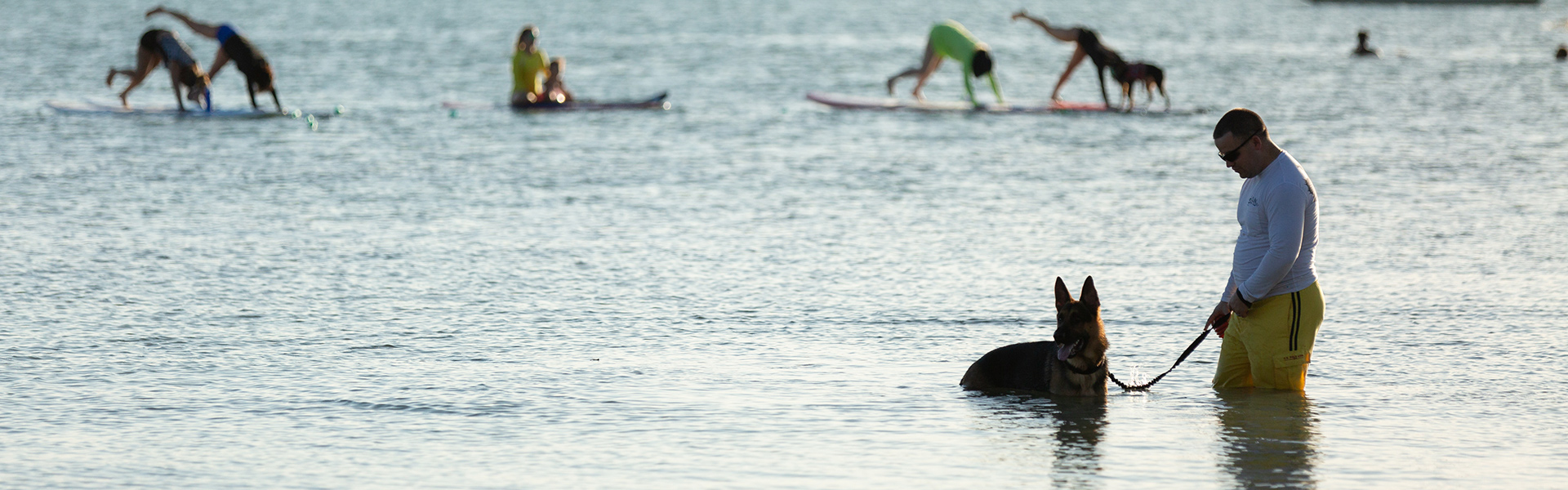 Dog enjoying Hobie Beach